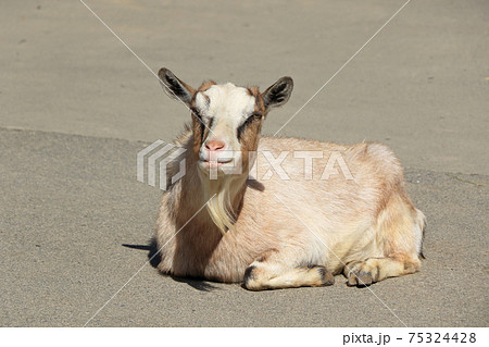 くつろぐヤギ 75324428