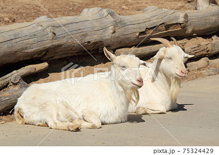 くつろぐヤギ 75324429