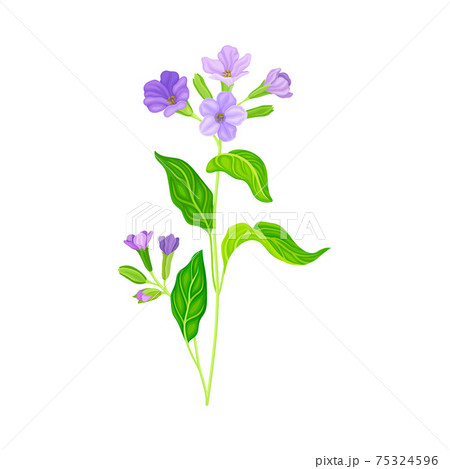 Blooming Violet Flowers Of Lungwort Plant のイラスト素材