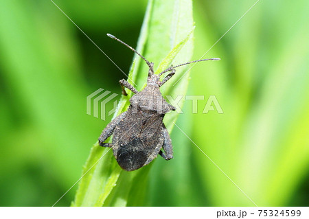 ホオズキカメムシ 75324599