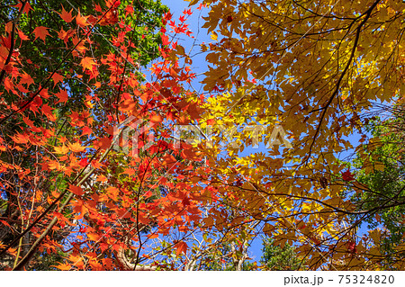 秋のえびの高原 紅葉 宮崎県えびの市の写真素材