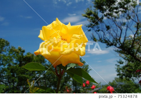 薔薇の花 薔薇の花 75324878