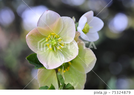 クリスマスローズ 75324879