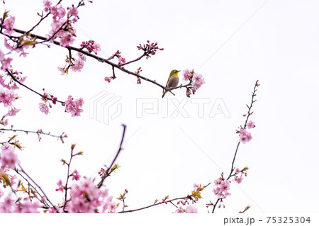 三重県松阪市　笠松河津桜の枝にとまった黄緑色のメジロ 75325304