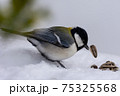 シジュウカラ シジュウカラ 75325568