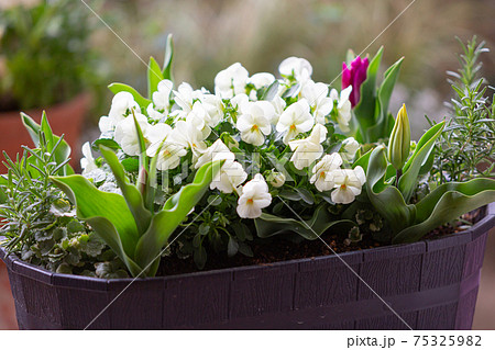 ベランダで咲く寄せ植えコンテナの春の花の写真素材