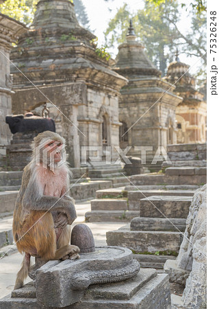Monkeys in Pashupatinath 75326248