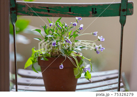ベランダのガーデンチェアに置かれたスミレの鉢植え 75326279
