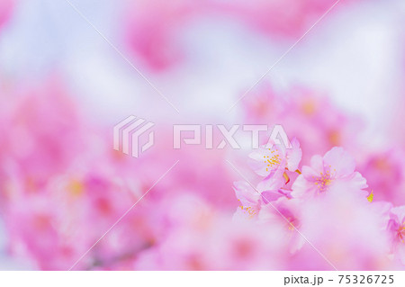 京都 淀水路の河津桜 京都 淀水路の河津桜 75326725