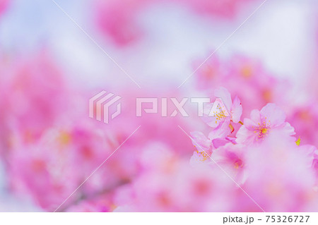 京都　淀水路の河津桜　　　　　 75326727