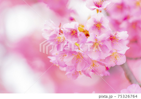 京都　淀水路の河津桜　　　　　 75326764