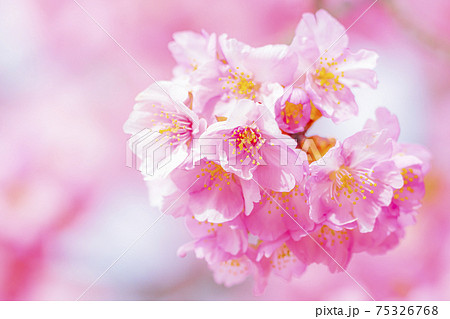 京都 淀水路の河津桜 京都 淀水路の河津桜 75326768
