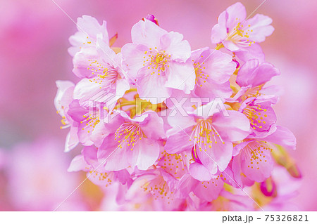 京都　淀水路の河津桜　　　　　 75326821