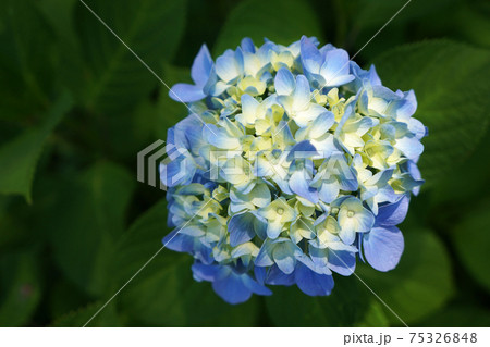 水色と黄色の紫陽花 アジサイ の写真素材