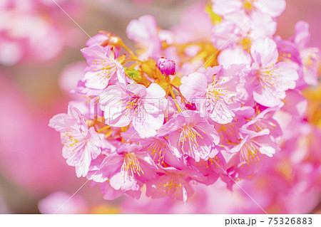 京都 淀水路の河津桜 京都 淀水路の河津桜 75326883