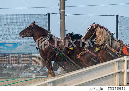 北海道遺産 ばんえい競馬 北海道遺産 ばんえい競馬 75326951