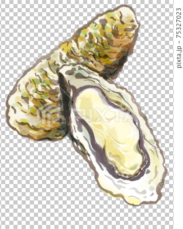 新鮮牡蠣2 新鮮牡蠣2 75327023