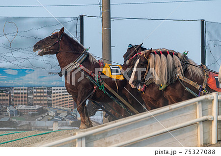 北海道遺産　ばんえい競馬 75327088