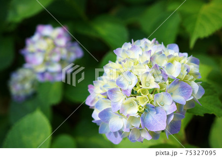 水色と黄色の紫陽花 アジサイ の写真素材