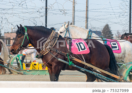 北海道遺産 ばんえい競馬 北海道遺産 ばんえい競馬 75327099
