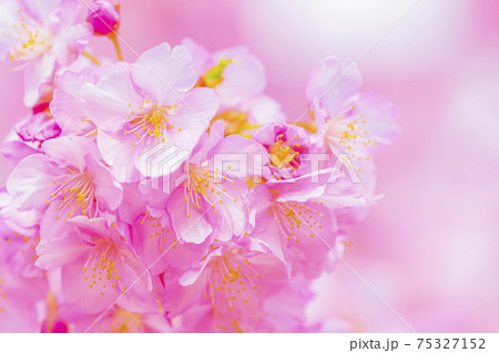 京都 淀水路の河津桜 京都 淀水路の河津桜 75327152