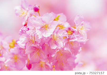 京都　淀水路の河津桜　　　　　 75327157