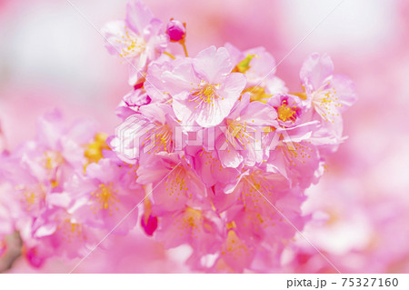 京都　淀水路の河津桜　　　　　 75327160