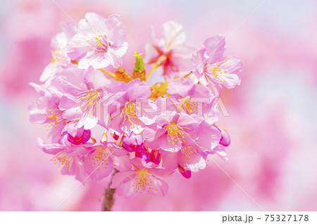 京都 淀水路の河津桜 京都 淀水路の河津桜 75327178
