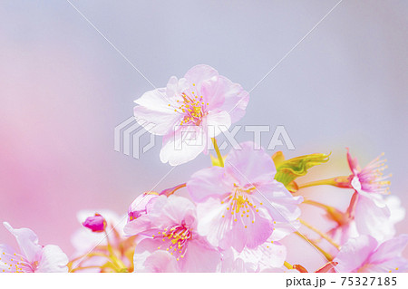 京都　淀水路の河津桜　　　　　 75327185