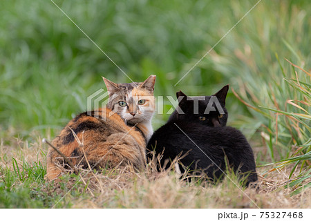 黒猫と三毛猫の写真素材 [75327468] - PIXTA