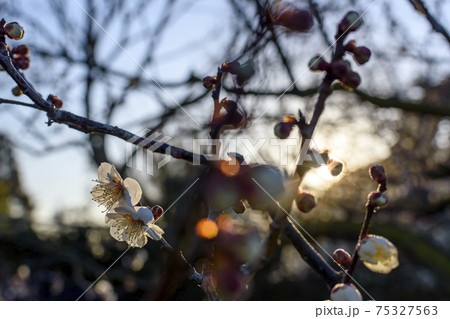 朝日が射す梅の花 75327563