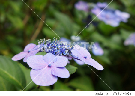 紫色の額咲き紫陽花（アジサイ） 75327635