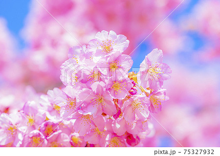 京都 淀水路の河津桜 京都 淀水路の河津桜 75327932