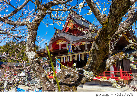 岩津天満宮、満開の梅〈愛知県岡崎市〉 75327979