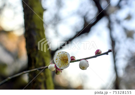 白梅の花と蕾 75328155