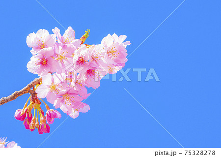 京都 淀水路の河津桜 京都 淀水路の河津桜 75328278