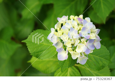 淡い色の紫陽花（アジサイ） 75328367