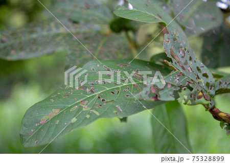 Leaf of a tree full of holes made by worms Leaf of a tree full of holes made by worms 75328899