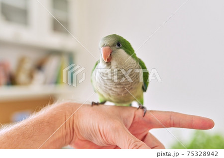 Young green parrot chick quaker on a man's hand at home 75328942