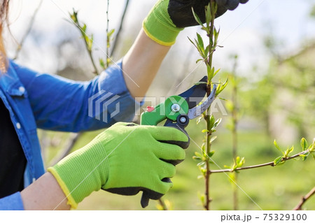 Spring pruning of garden fruit trees and bushes 75329100