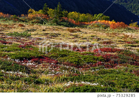 北アルプス・爺ヶ岳稜線の草紅葉 北アルプス・爺ヶ岳稜線の草紅葉 75329285