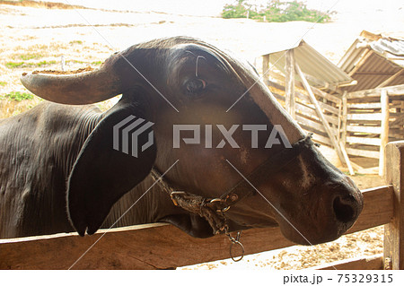 Closeup of an ox face tied up with a halter Closeup of an ox face tied up with a halter 75329315