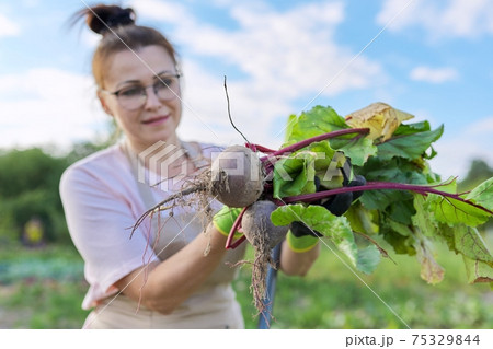 Woman farmer with fresh beets at farm, beetroots with leaf 75329844