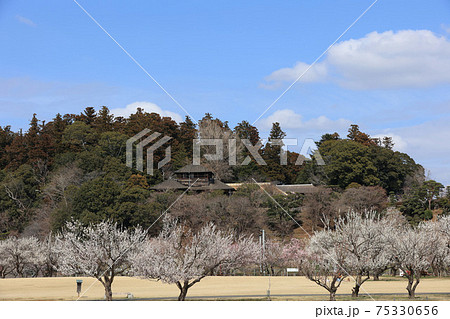 梅の花と好文亭 茨城県水戸市の写真素材 梅の花と好文亭 茨城県水戸市の写真素材
