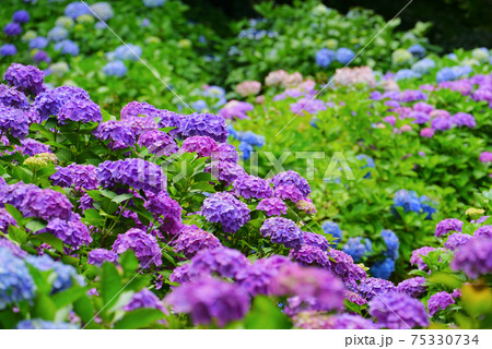護摩堂山あじさい園、田上町、新潟県、日本 75330734
