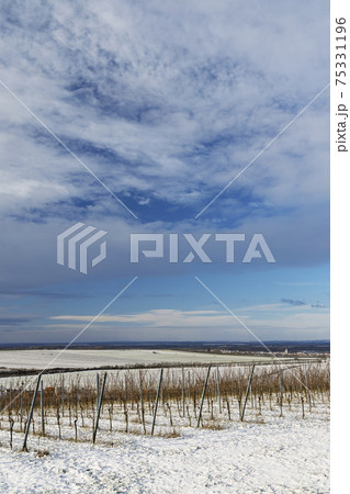 Winter landscape near Popice, Southern Moravia, Czech Republic Winter landscape near Popice, Southern Moravia, Czech Republic 75331196