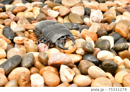 アルキデスヒラタクワガタ アルキデスヒラタクワガタ 75331279