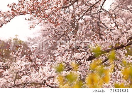 井の頭公園の桜の写真素材