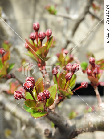 ハナカイドウの蕾 ハナカイドウの蕾 75331384