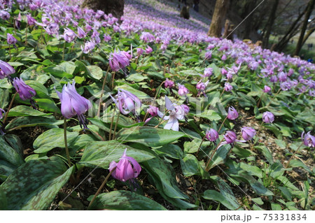 【兵庫県】　丹波市　氷上町　春の朝日の中に光るカタクリの花 75331834